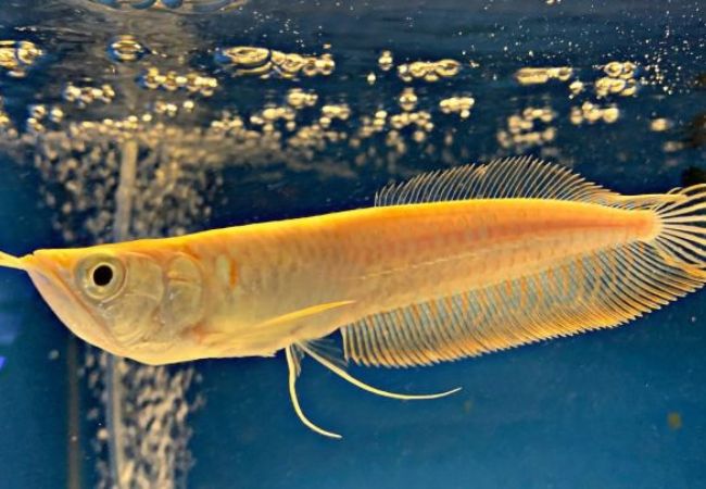 Cá Rồng Ngân Albino: Đặc điểm và kỹ thuật nuôi siêu đẹp - thegioiloaica.com