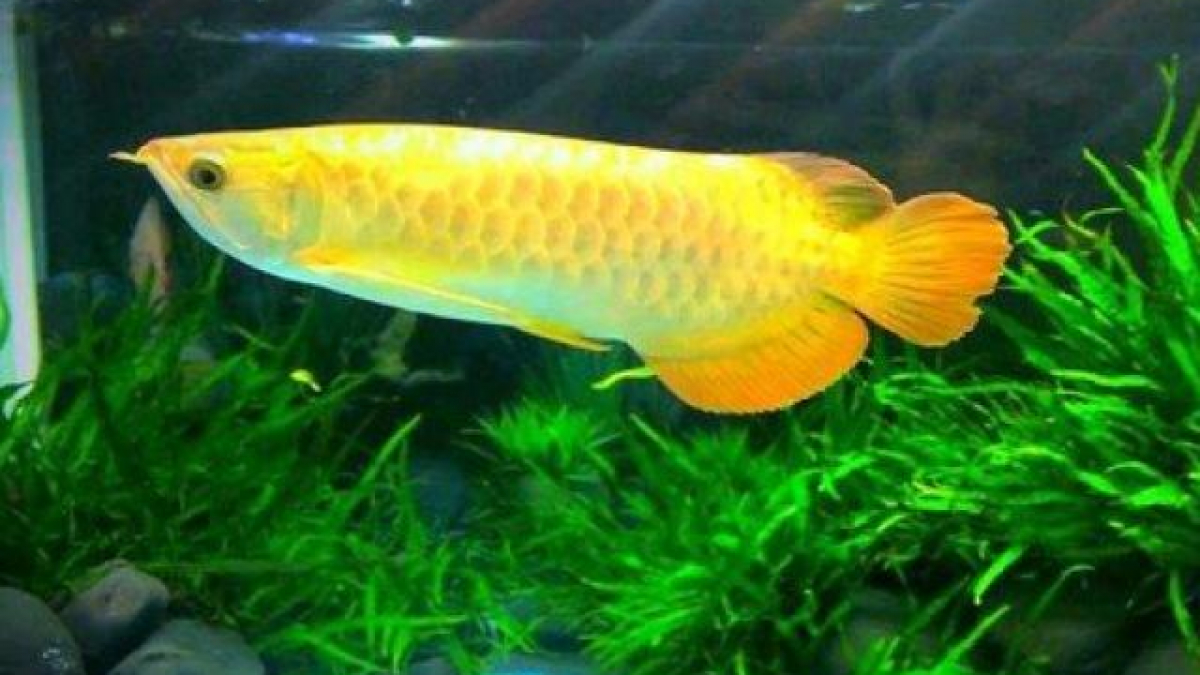 Cá rồng - Đặc điểm, phân loại và cách nuôi cá khỏe mạnh