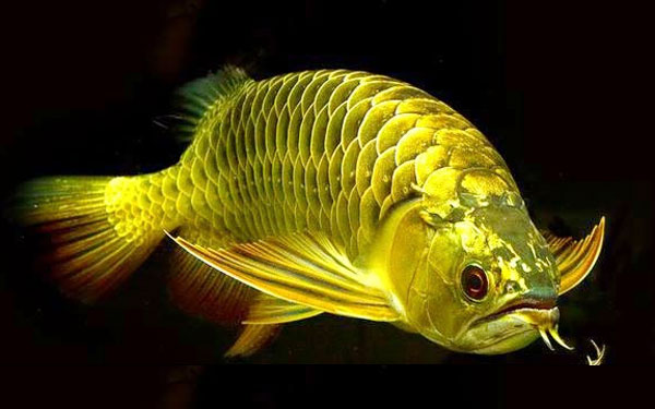 Quá Bối