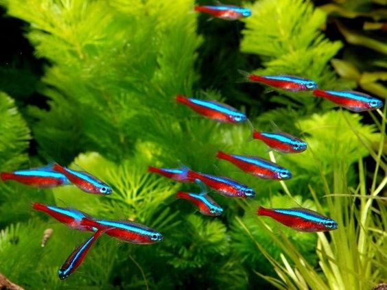 CÁC LOẠI CÁ CẢNH, CÁ THUỶ SINH ĐẸP, DỄ NUÔI. – VUAQUA