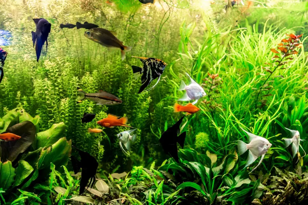 10 loại cá cảnh sống tầng giữa tốt nhất cho bể của bạn - aquasetup
