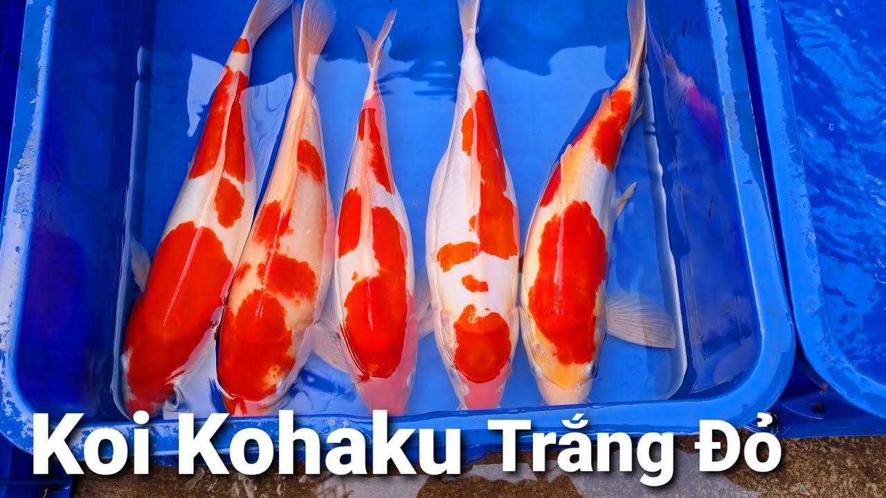 Cá Koi Kohaku Cá koi trắng đỏ size lớn trưng tết