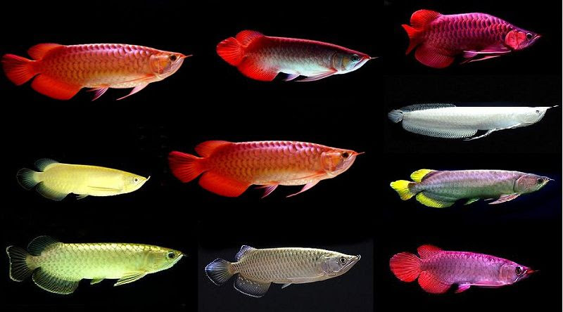 Điểm tên các loại cá Rồng đang được ưa chuộng nhất trên thị trường