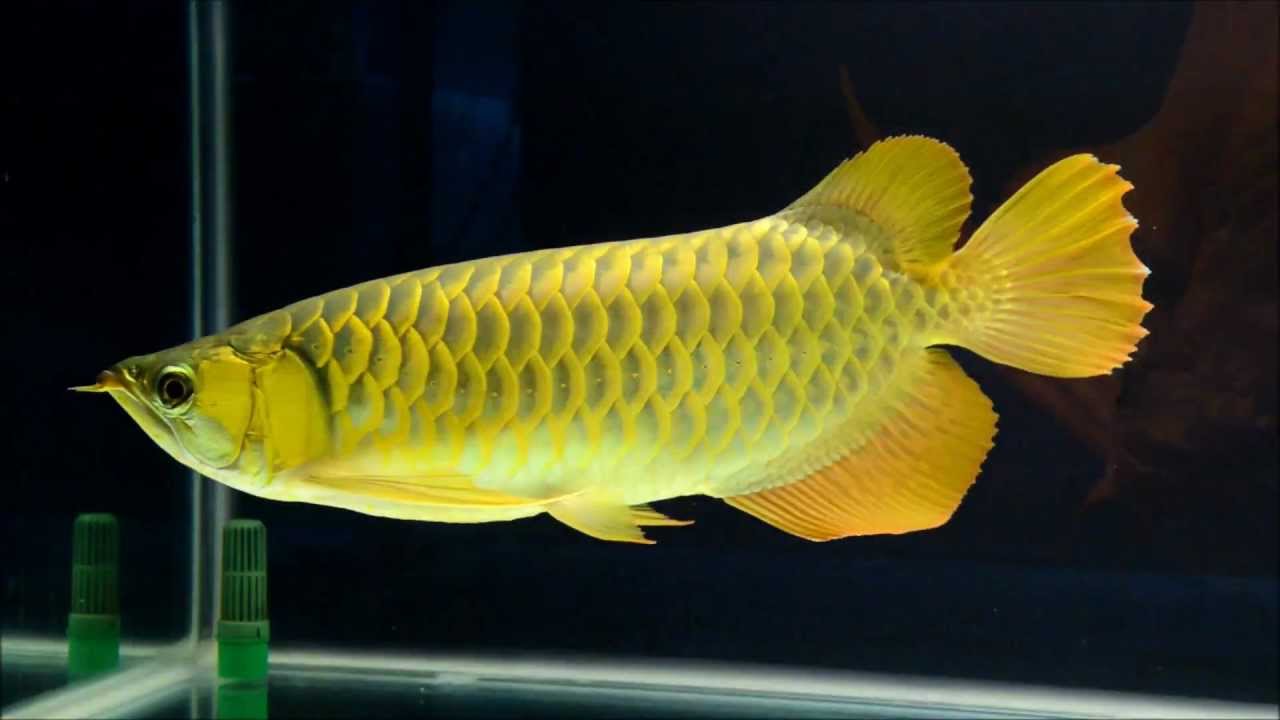 Cá Rồng Kim Long Con - Vi Sinh Cá Cảnh Aquarium Care