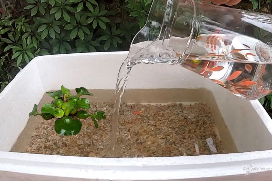 Cách Làm Hồ Thủy Sinh Bằng Thùng Xốp Tại Nhà – bTaskee