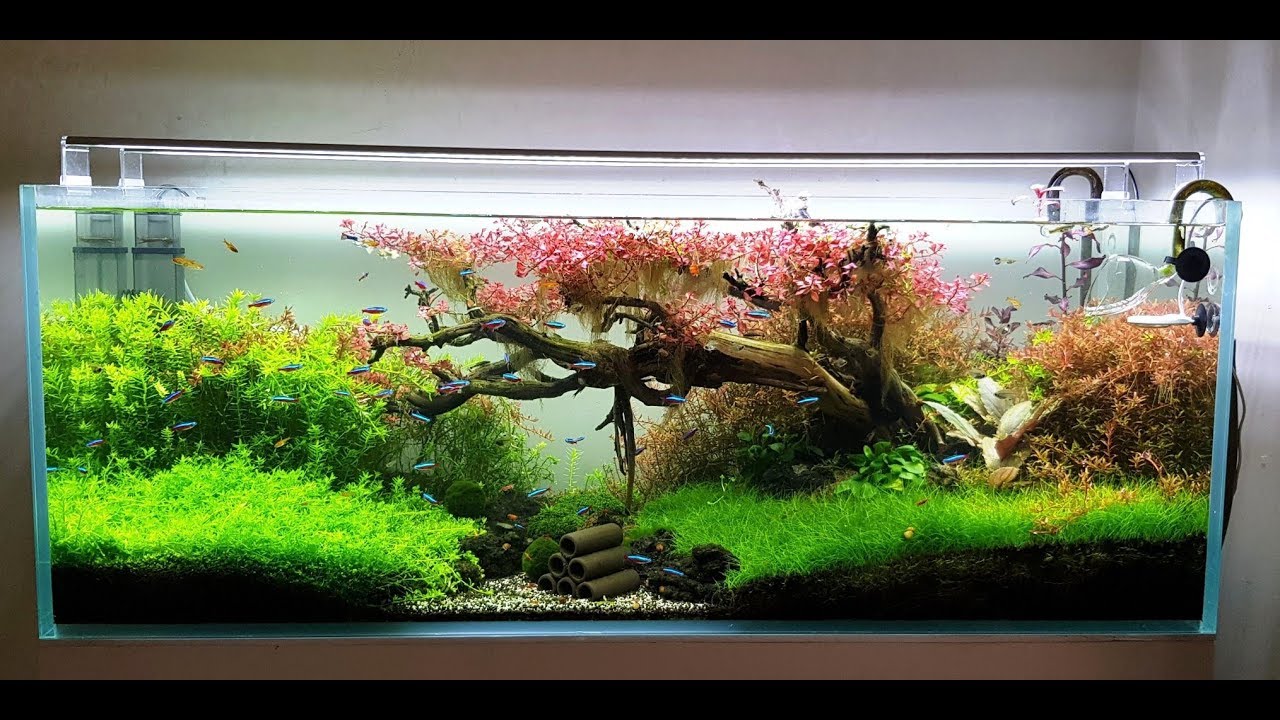 Đây là hồ thủy sinh tuyệt đẹp mà bạn không thể bỏ lỡ!