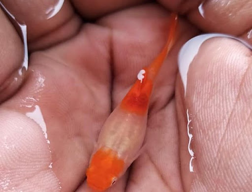 Albino Koi Guppy - Phiên bản cá Chép Koi thu nhỏ vô cùng thu hút