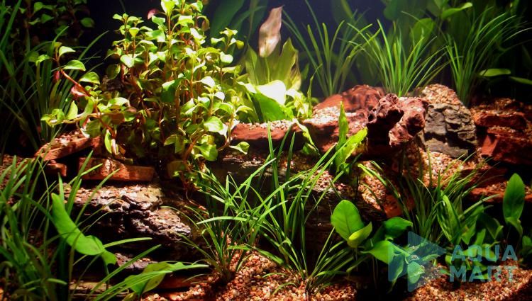 11 Điều cần biết trước khi làm bể thủy sinh đơn giản dành cho người mới