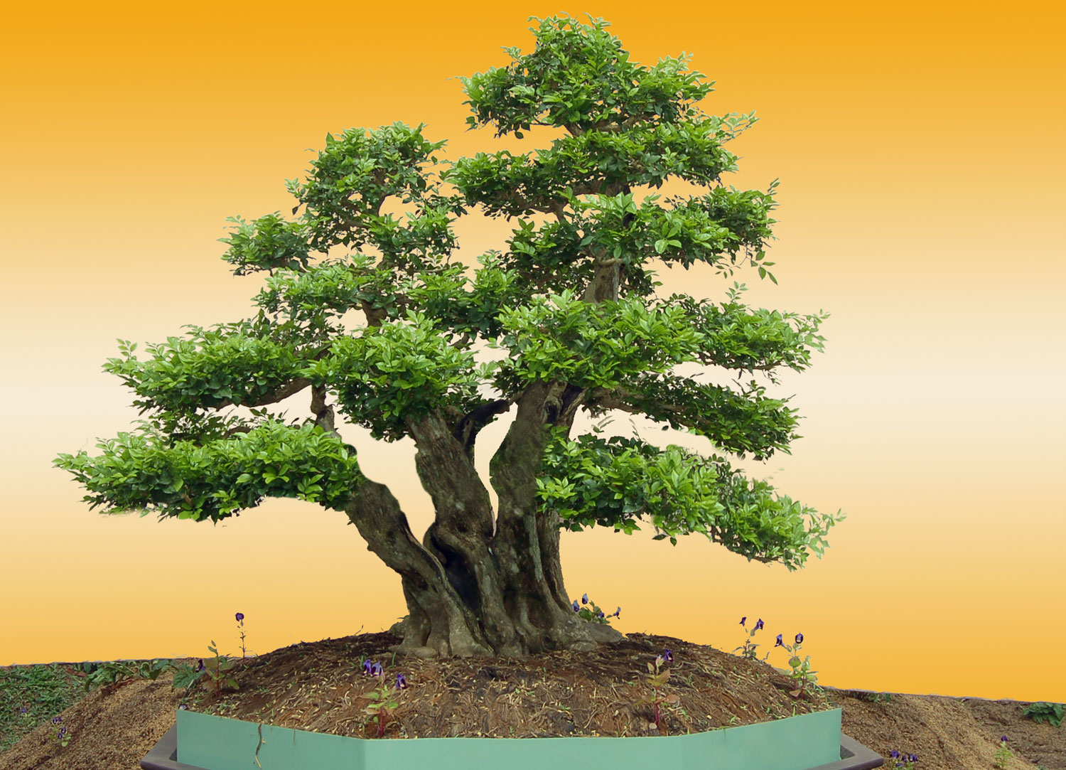 Tìm hiểu về nghệ thuật trồng cây Bonsai
