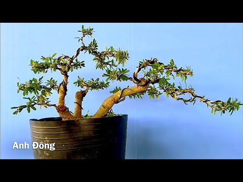 Cách uốn cây bonsai có nhiều thân