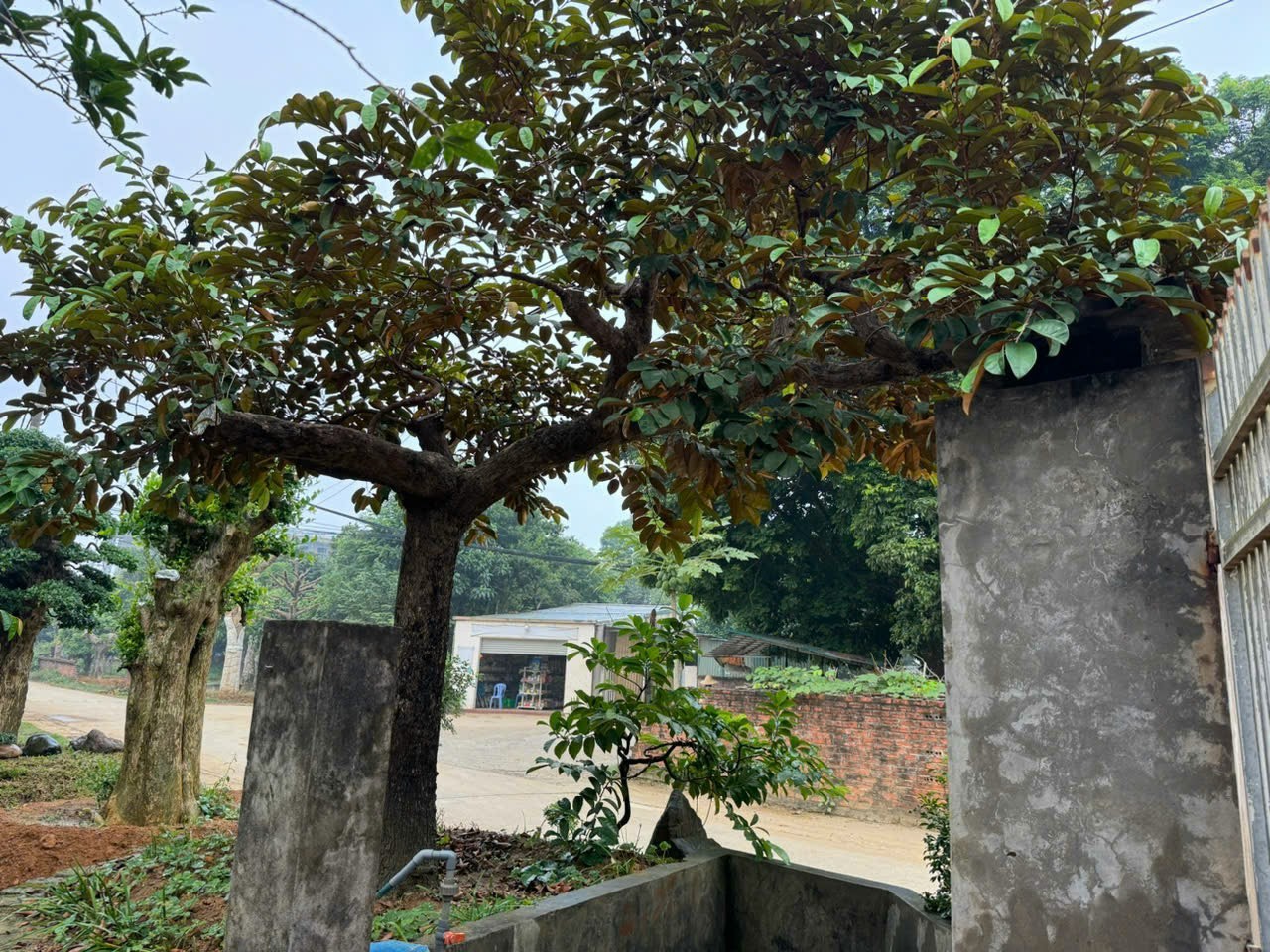 Cây Khế bay dáng huyền