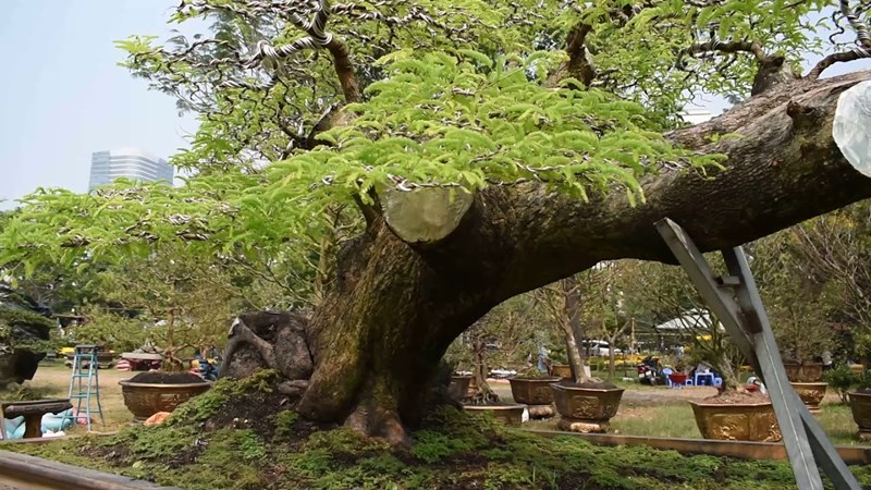 Cận cảnh cây me bonsai dáng bay | YeuBonsai.vn