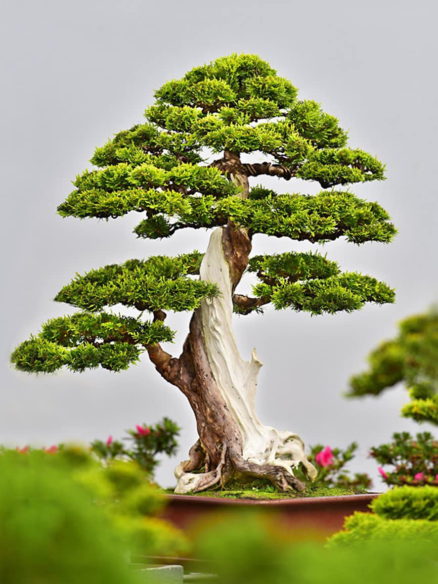 Cây bonsai dáng trực cực đẹp: giá bán, ý nghĩa, cách tạo, chăm sóc