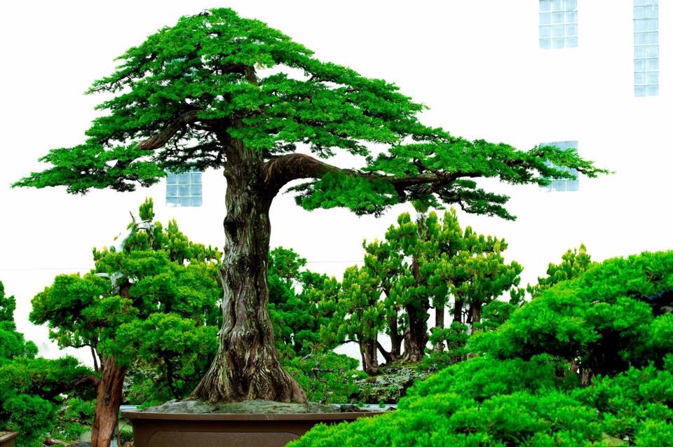 Cây bonsai dáng trực
