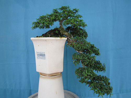NHỮNG DÁNG CÂY CẢNH, BONSAI CƠ BẢN - Công cụ Bonsai Đà Nẵng