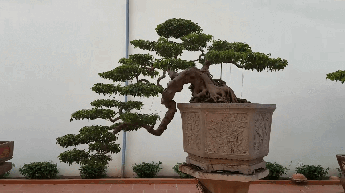 Cây bonsai dáng huyền đẹp nhất hiện nay - Chậu Xi Măng