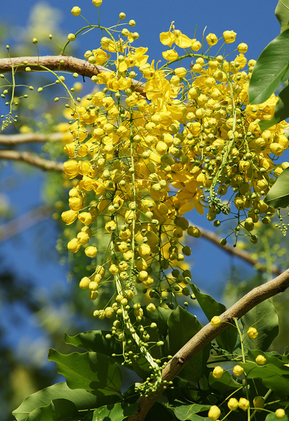 Cây osaka hoa vàng - Cây Cảnh Tam Kỳ - Phương Đông Garden