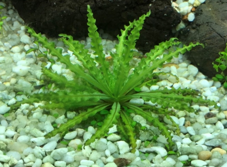 Cây Thủy Sinh Sao Nhỏ - Vi Sinh Cá Cảnh Aquarium Care