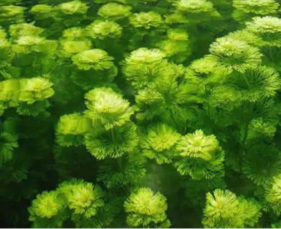 Cây thủy sinh Tiểu Bảo Tháp (Hậu Cảnh)