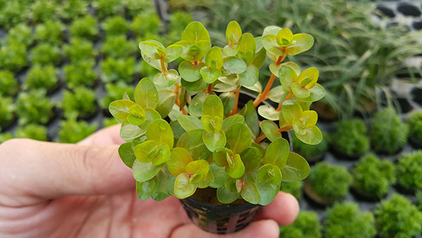Cây vảy ốc đỏ -Cây thủy sinh vảy ốc - Cá Cảnh - Bể Cá & Thiết Bị Bể Cá