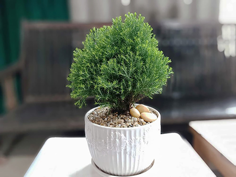 Cây tùng bồng lai - Cây Cảnh Tam Kỳ - Phương Đông Garden