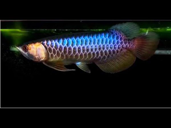 Cá rồng bối tím - Vi Sinh Cá Cảnh Aquarium Care