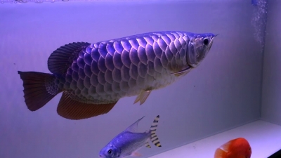 Cá rồng bối tím - Vi Sinh Cá Cảnh Aquarium Care