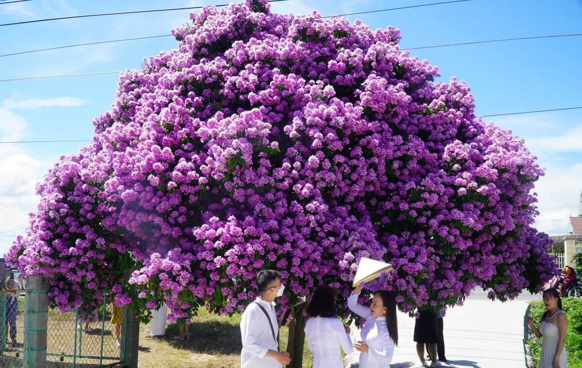5+ Đặc Điểm Và Cách Trồng Cây Bằng Lăng | Cây Xanh Tân Thúy
