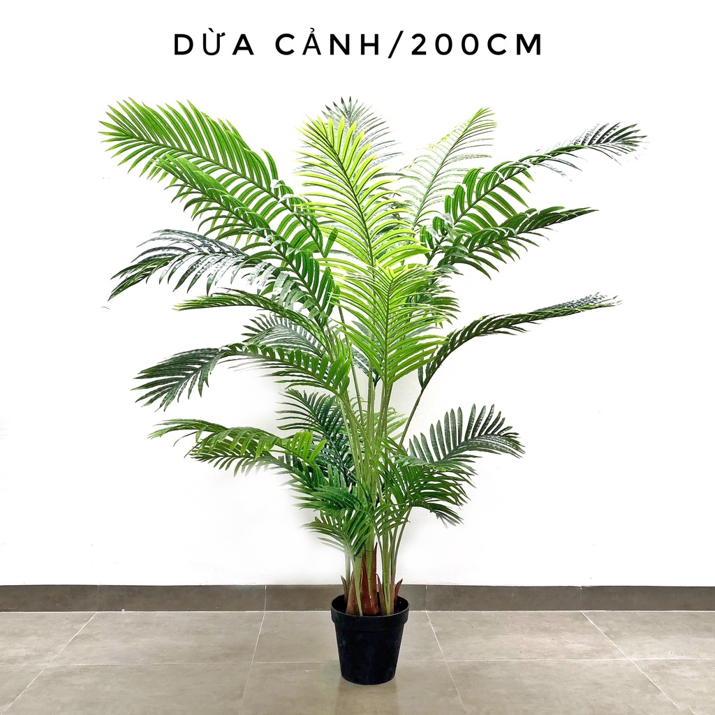 Cây Dừa cảnh [ Cây văn phòng - Cây Nội Thất ] | Shopee Việt Nam