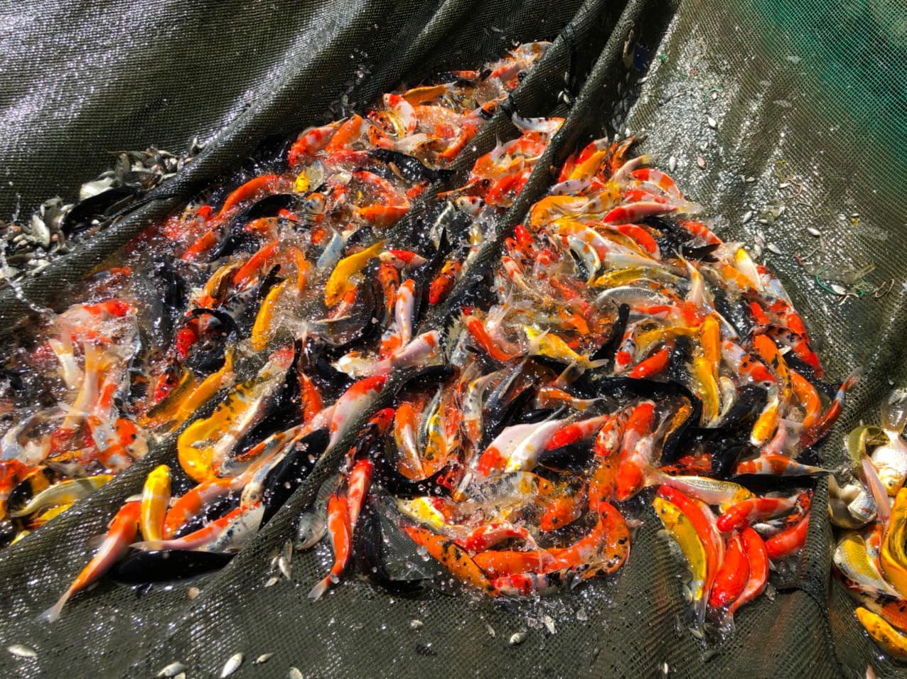 Địa chỉ bán Cá Koi Giống Hải Phòng