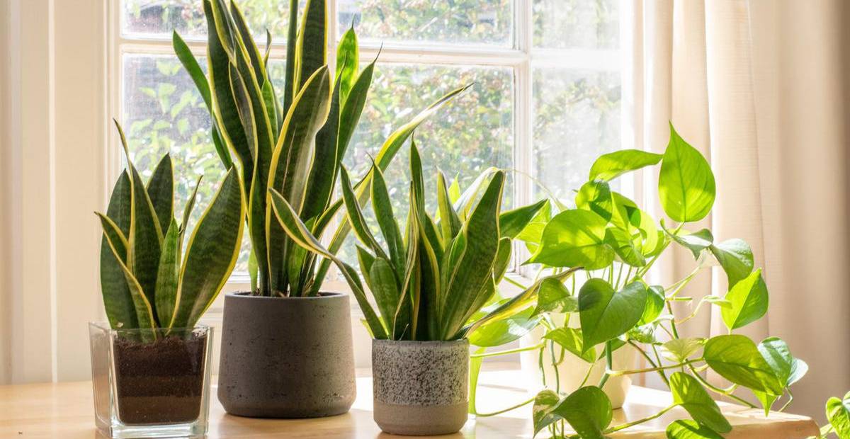 Top 10 Cây Ưa Bóng Râm Hút Tài Lộc Cực Tốt | Beegreen