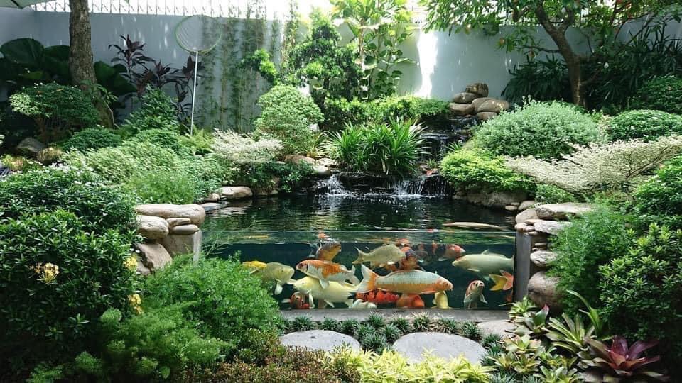 Hồ cá Koi] Những câu hỏi thường gặp khi xây dựng hồ cá Koi - Luna Koi Farm