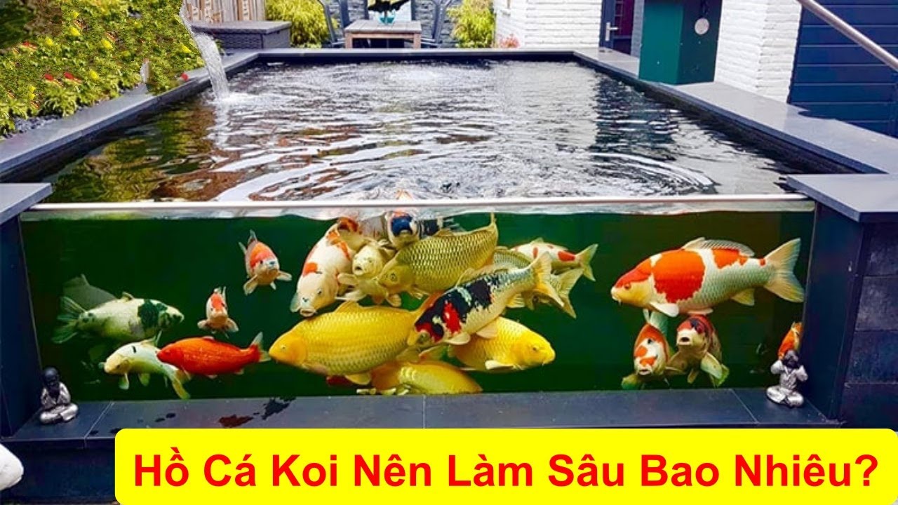 Hồ Cá Koi Nên Làm Sâu Bao Nhiêu ? #vicakoi #cakoi #hocakoi #hokoi #phamsonvi