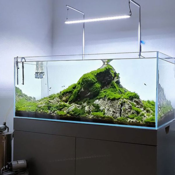 Báo giá hồ thủy sinh 1m2 và 4 lưu ý quan trọng khi chăm sóc bể