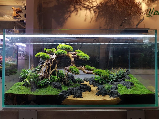 Hồ thuỷ sinh đẹp , hồ thuỷ sinh bonsai