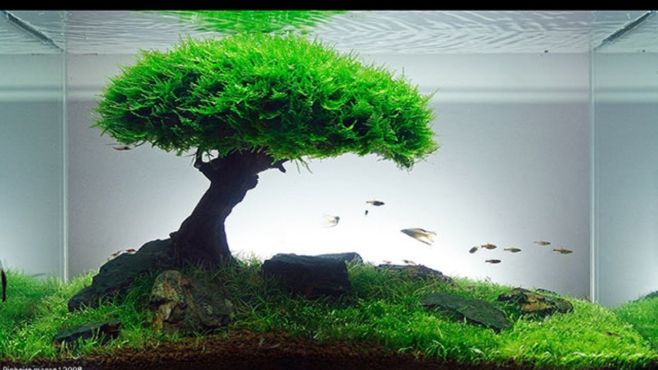 Hướng dẫn cơ bản cho người mới bắt đầu chơi thủy sinh Vườn Thủy Sinh