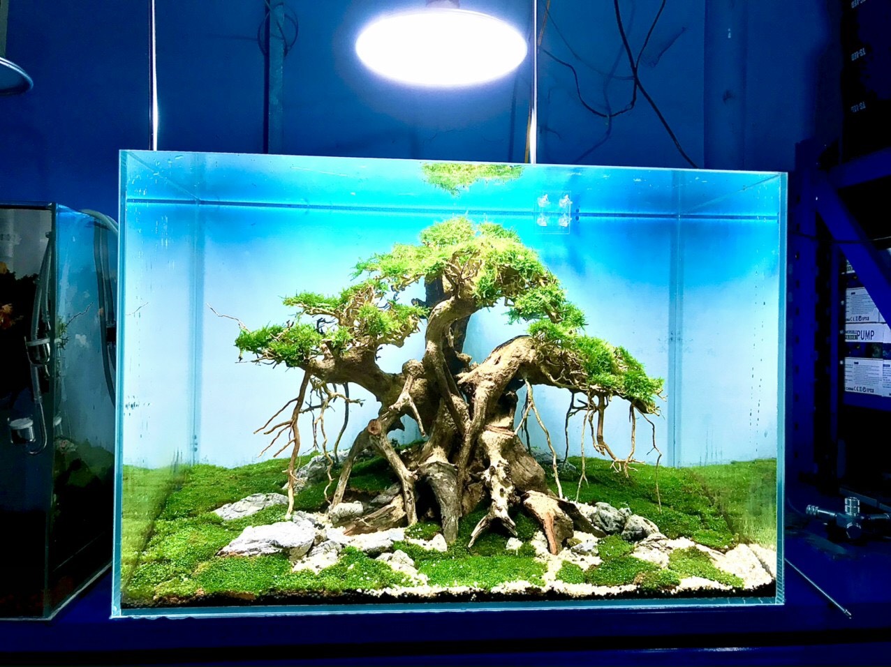 Hồ thủy sinh bonsai 50x33x35cm - Vật liệu lọc hồ cá- Phụ kiện hồ thủy sinh-phụ  kiện hồ cá