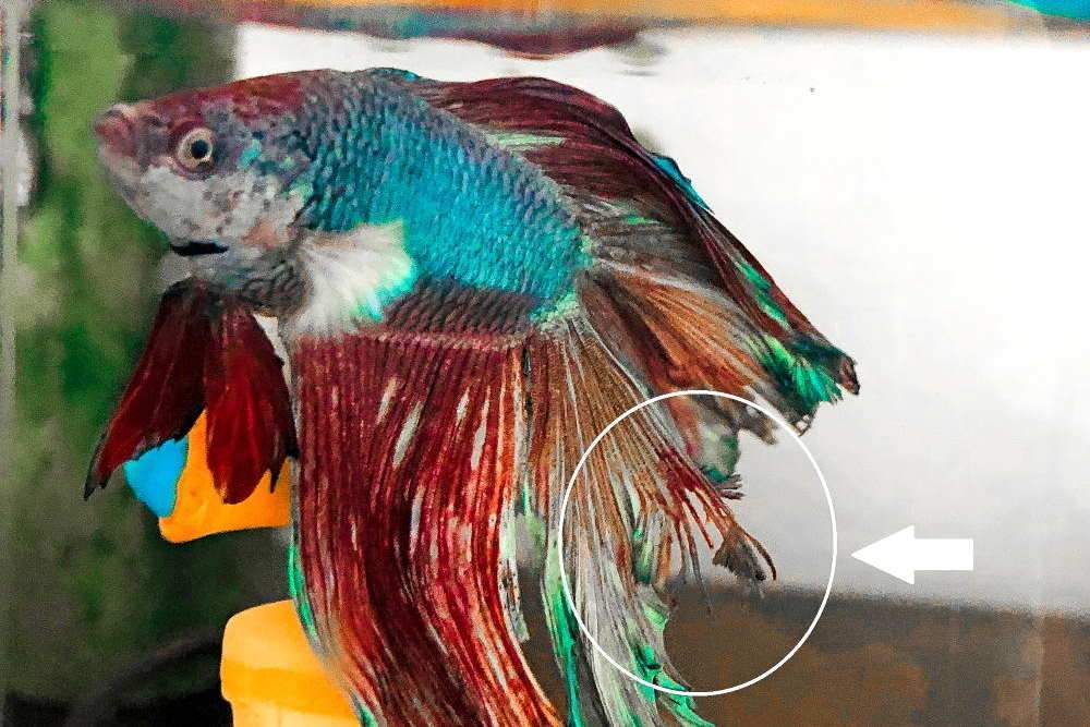 Top 6 bệnh thường gặp ở cá Betta mới nhất | Fancy Viet Farm