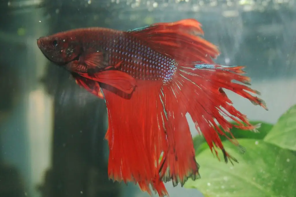 Kỹ thuật dưỡng cá betta bị rách vây và đuôi - aquasetup