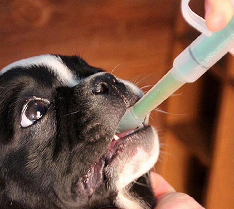 Bác sĩ thú y hướng dẫn kỹ thuật cho chó uống thuốc sau khi tiêm