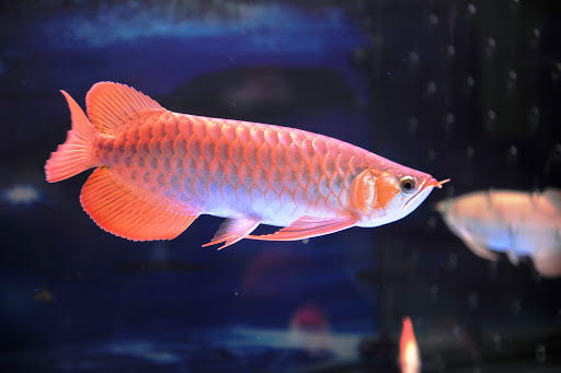 Cá Rồng Huyết Long Size Nhỏ - Vi Sinh Cá Cảnh Aquarium Care