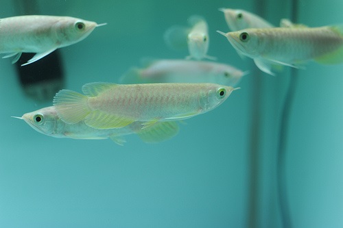 Cá rồng size nhỏ Hướng dẫn chọn và chăm sóc cơ bản - Vi Sinh Cá Cảnh  Aquarium Care