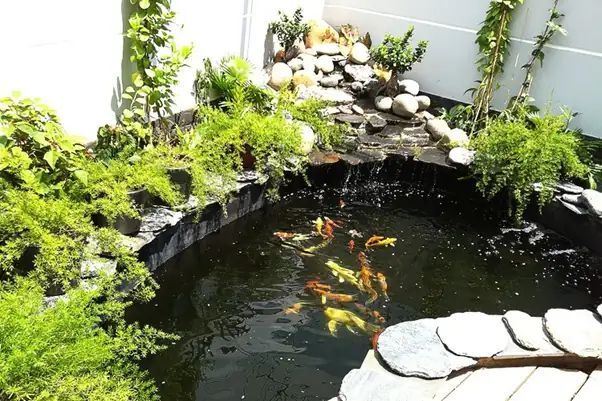 20+ mẫu hồ cá trước nhà đẹp | Những lưu ý khi làm