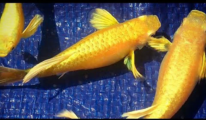 Cá bảy màu Full Gold - Full vảy - size cá giống