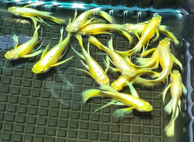 Cá Bảy Màu Full Gold Ribbon - Vi Sinh Cá Cảnh Aquarium Care