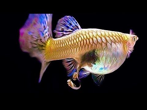 Cá 7 màu đẻ như thế nào và cách chăm sóc cá 7 màu con - Guppy City - Cá Bảy  Màu Hà Nội