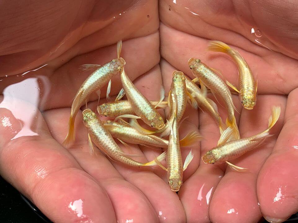 Cá Bảy Màu (Guppy) có bao nhiêu loại, cách nuôi và chăm sóc | Vuathuysinh
