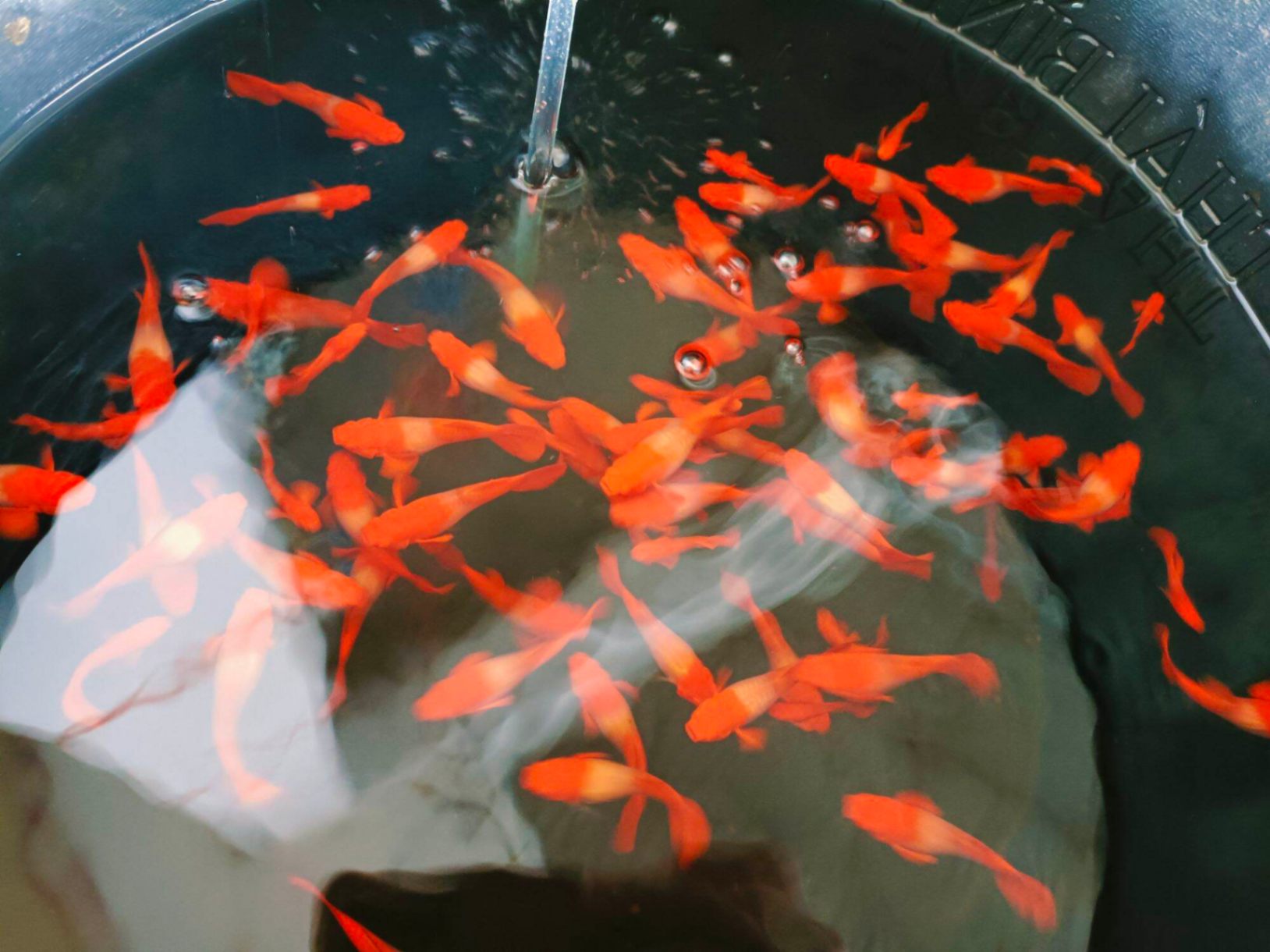 Cá bảy màu guppy Koi Red