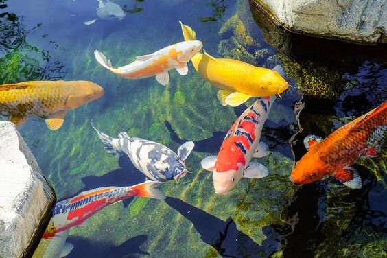 Koi Chagoi – Biểu tượng của sự mạnh mẽ và quyền lực - Minh Xuân Koi Farm