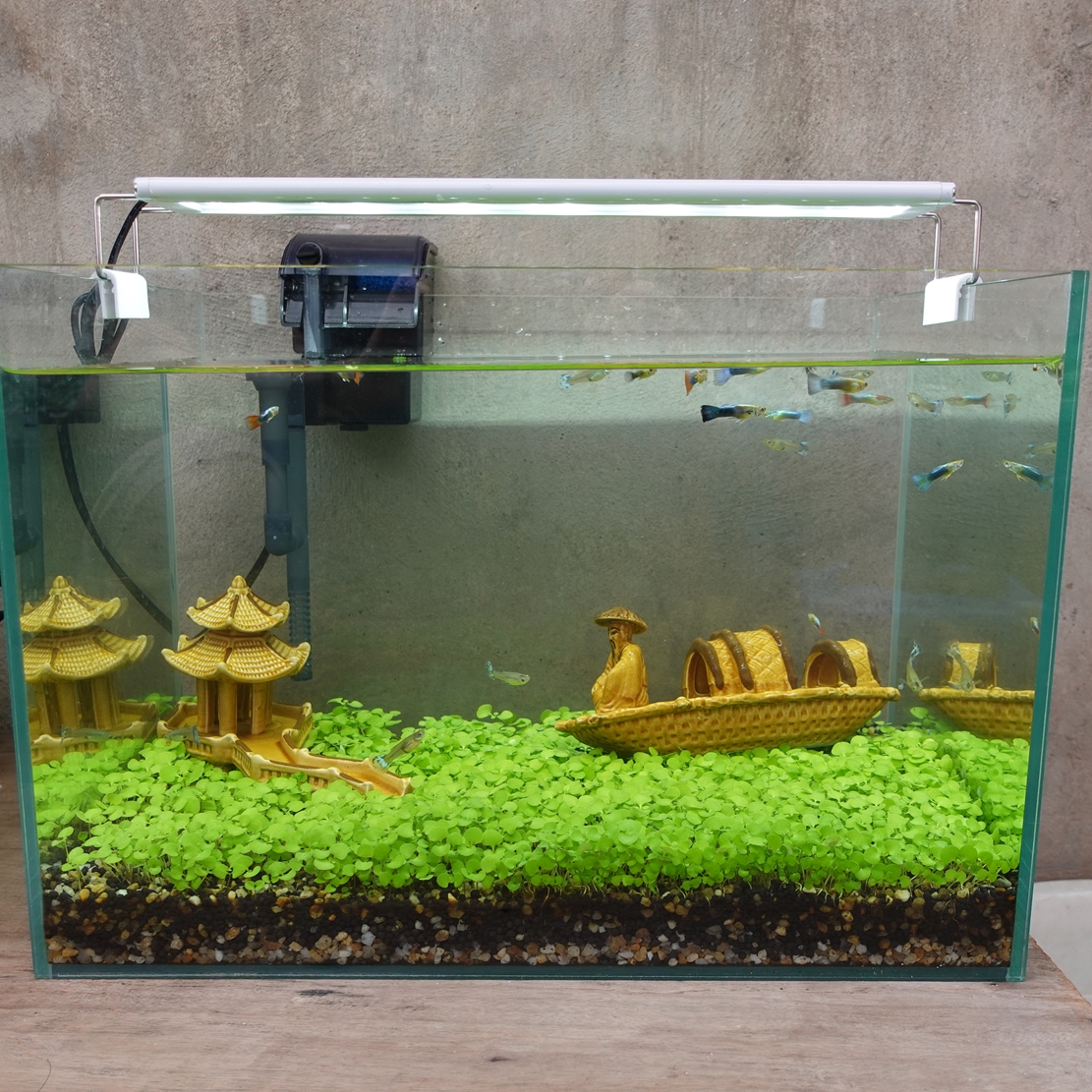 Set bể cá 50 cm với 7 món (bể, máy lọc, 4kg sỏi nền, 4kg phân nền, hạt giống, 2 phụ kiện sứ to)